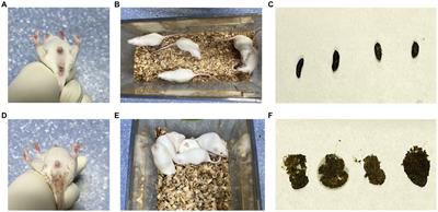 Dysfunction of cecal microbiota and CutC activity in mice mediating diarrhea with kidney-yang deficiency syndrome